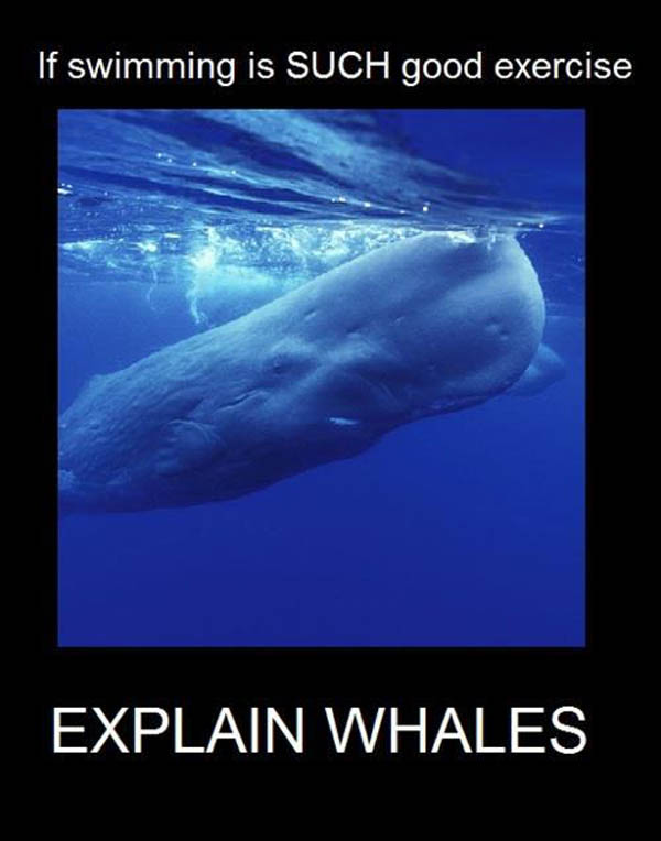 If swimming is such good exercise, explain whales?